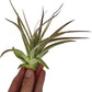 Air Plants - Tillandsia Brachycaulos Multiflora, Jumbo 5-7" - 1 ct - Live Arrival Guaranteed - House Plants for Home Decor & Gift