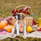 22pcs Fall Dog Bow Tie, Adjustable Bowtie Collar Attachment for Small Medium Pets, Bulk Neckties Set for Thanksgiving Day,Autumn Pet Supplies Charms Hair Costume Accessories(Maple Leaf, Pumpkin)