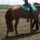 Horse Tail Extensions with Braided Horsehair Loop, Blunt Cut Bottom, 34-36 inches Long and 1 lb Weight (Med Sorrel)