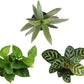 Essential Houseplant Collection (3PK) Live Plants Indoor Plants Live Houseplants in Plant Pots, Easy House Plants Indoors Live, Snake Plant, Pothos in Potting Soil, Clean Air Plants by Plants for Pets