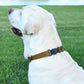 Dogline Biothane Waterproof Dog Collar with Herm Sprenger Stainless Steel Quick Release Buckle – Heavy Duty Tactical Durable Collar for Dogs – Comfortable and Safe Pet Collar, W 3/4" L 12-19", Brown