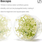 Ultum Nature Systems Live Tissue Culture - Purple Bacopa (Bacopa salzmannii) - Moderate - Moderate to High Light - Purple and Violet Accent - Midground - 100% Snail Free Grown in-Vitro - Regular Cup