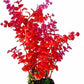 Mipukbay Red Aquarium Plants - Artificial Plastic Fish Tank Decor, Realistic Ornament Safe for Fish & Shrimp, Low-Maintenance Aquascaping Plants for Freshwater/Saltwater Tank Landscaping