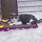 PEEKAB Cat Scratcher Cardboard Wide Scratching Board Reversible Corrugate Cat Scratch Pad with Box Catnip Included Large 3PCS