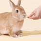 Niteangel Goji Berries Rabbits Snack Treats: 12pcs Natural Chew Toys for Bunny Chinchilla Guinea Pigs and Other Small Animals