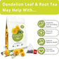 Samcci - Dandelion Leaf & Root Tea bags, 50 Teabags, Natural Roasted Dandelion Herbal Tea for Liver & Kidney Health, Support Digestion & Enhance Immune System, Caffeine Free