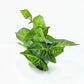 CNZ® Aquarium Fish Tank Green Lifelike Underwater Plastic Plant Aquatic Water Grass Decor (Small, 9-inch)