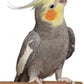 Super Bird Creations SB1152 Sure-Grip Grooming Perch for Small/Medium Birds - Enriches Beak and Foot Health - Ideal for Cockatiels, Parrots, Parakeets, Conures, Quakers - 3/4" Diam x 8" (Medium)