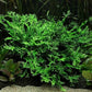 Java Fern Live Aquarium Plants - Potted Freshwater Plant for Fish Tanks - Beginner Friendly, Low Light (Windelov, 1 Pot)