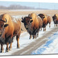 Quorin American Bison Large Wall Art Rural Country Landscape Pictures Wild Animal Wall Decor Nature Canvas Print Painting Artwork for Bathroom Living Room Bedroom 30"x60"