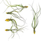 Live Air Plants - Tillandsia Butzii, Jumbo 7-9" - 5ct - Live Arrival Guaranteed - House Plants for Home Decor & Gift