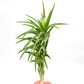 Live Air Plants – Tillandsia Araujei, Large 5” – 1ct – Live Arrival Guaranteed – House Plants for Home Décor & Gift