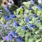 Black and Blue Salvia Guaranitica – Live Perennial Plant 3" Pot – Hummingbirds