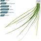 Live Plant - Tall Grass, Vallisneria Nana - Easy Care, Low to Moderage Light, Bright Green Accent, Freshwater Aquatic Plant for Aquascaping - Lead Bunch