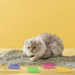 Cat Spring Toys 80 Pack, Colorful Plastic Coils Cat Kitten Spiral Spring Interactive Cat Toy for Swatting, Biting, Hunting