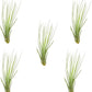 Air Plants - Tillandsia Juncea, Jumbo 8-12" - 5ct - Live Arrival Guaranteed - House Plants for Home Decor & Gift
