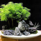 Natural Seiryu Dragon Stone - 11 Pound Aquarium Rock for Fish Tank Reptile and Amphibious Tank 3-8 Inch Aquarium Decoration