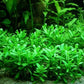 Bacopa Monnieri Moneywort Potted Live Aquarium Decorations Aquatic Plants for Fish Tank by Mainam