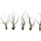 Live Air Plants - Tillandsia Butzii, Jumbo 7-9" - 5ct - Live Arrival Guaranteed - House Plants for Home Decor & Gift