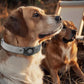 AirTag Dog Collar - Leather Dog Collar with Air Tag Holder | IPX8 Waterproof, Reflective, High - End, Adjustable Soft Padded | Dog GPS Tracker Collars Fit for Medium Large Dogs (Grey, XL)