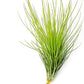 Air Plants - Tillandsia Andreana, Large 4-6" - 2ct - Live Arrival Gauranteed - House Plants for Home Decor & Gift