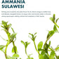 Live Plants - Ammannia Sulawesi - Orange to Pink Stem Plant for High Light Freshwater Aquarium Aquascapes, Midground to Background, Orange, Pink, Green Accent - Lead Bunch
