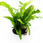 Java Fern Live Aquarium Plants – Windelov, Narrow Leaf & More– Easy Aquascaping Plants for Freshwater Tanks, Low Light, No CO₂ (Java Fern 'Microsorum Pteropus' on Nutripad)