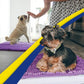 Muddy Mat® Original Dog Door Mat for Muddy Paws, Super Absorbent Microfiber, Non-Slip Washable Pet Rug, Quick Dry Chenille Entryway Carpet, Machine Washable Indoor Outdoor mat, Purple 48"x60"