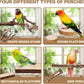6-Piece Bird Perch Set - Natural Wood Grape Sticks, Paw Grinding Forks, Bird Stand & Toys for Parakeets, Cockatiels, Conure, Budgies