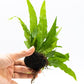 Java Fern Live Aquarium Plants – Windelov, Narrow Leaf & More– Easy Aquascaping Plants for Freshwater Tanks, Low Light, No CO₂ (Java Fern 'Microsorum Pteropus' on Nutripad)