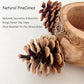 Bird Perch with Safe Bowl Wood & Pinecones - Bird Toys Chew Toys 100% Natural & Durable for Cockatiel, Conure, Budgie, Lovebird, Parakeet - Birdcage Accessory for Foraging & Oral Health