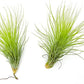Air Plants - Tillandsia Andreana, Large 4-6" - 2ct - Live Arrival Gauranteed - House Plants for Home Decor & Gift