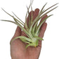 Air Plants - Tillandsia Brachycaulos Multiflora, Jumbo 5-7" - 1 ct - Live Arrival Guaranteed - House Plants for Home Decor & Gift