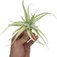 Live Air Plants - Tillandsia Albida 3-5" - 1ct – ragnaroc Live Indoor Plant - Live Arrival Guaranteed - House Plants for Home Decor & Gift
