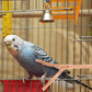 2pcs Bird Parrot Perch Stand Poles, Natural Wooden Parrot Perch for Cage, Branches Fork Rod for Small Parakeets Cockatiels Conure Lovebirds Bird Cage Accessories