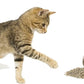 Purple Haze Catnip, Premium Blend Safe for Cats, Infused with Maximum Potency Your Kitty is Sure to Go Crazy for (1 Cup)