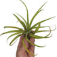 Air Plants - Tillandsia Capitata (Peach), Large 5-7” - 2 ct - Live Arrival Guaranteed - House Plants for Home Decor & Gift