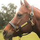Leather Halter for Horses with Customized Engraved Name Plate Option Halter for Horse | Brown/Brass, Padded Halter (Blue or Green) Black/Brass, Black/Chrome Options