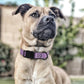 Dogline Biothane Waterproof Dog Collar with Quick Release Buckle Strong Coated Nylon Webbing with Odor- Proof for Easy Care Easy to Clean Fits Small Medium Large Dogs, Amethyst Purple 1" W 15-23" L