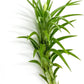 Live Air Plants – Tillandsia Araujei, Large 5” – 1ct – Live Arrival Guaranteed – House Plants for Home Décor & Gift