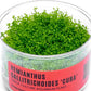 Ultum Nature Systems Dwarf Baby Tears Hemianthus Callitrichoides Cuba Tissue Culture Live Plant for Aquarium, Aquascape, Planted Freshwater Fish Tanks - 100% Snail Free in Vitro
