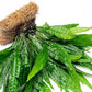 Live Aquarium Plants on Driftwood, Lava Rock, Moss, Fiber Mat - Freshwater Fish Tanks - Easy, Beginner Friendly (Java Fern, Fiber Mat (Large))