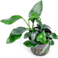 Anubias Live Aquarium Plants - Potted Freshwater Plant for Fish Tanks, Terrariums - Beginner Friendly Low Light (Spear Leaf, 3 Pots)