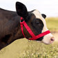 XUANNIAO Easily Adjustable Figure 8 Cow Halter, Double-Ply Premium Livestock Cattle Halters, Colorful Cow Utility Calf Halter with Leading Rope for Miniature Horse Donkey Goat Foal (Large, Black)