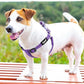 PUPTECK No Pull Dog Harness Soft Adjustable Basic Nylon Step in Puppy Vest Outdoor Walking with ID Tag, Reflecive Purple, S
