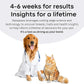 Basepaws Cat DNA Test Kit - Comprehensive Breed, Health and Dental Analysis Across 114 Traits for Accurate and Easy-to-Use Genetic Insights