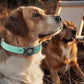 AirTag Dog Collar - Leather Dog Collar with Air Tag Holder | IPX8 Waterproof, Reflective, High - End, Adjustable Soft Padded | Dog GPS Tracker Collars Fit for Medium Large Dogs (Teal, M)