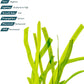 Live Plant - Tall Grass, Red Jungle Vallisneria (Vallisneria gigantea 'Rubra') - Easy Care, Moderate to High Light, Reddish Green, Background - Lead Bunch, 4 Pack