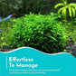 Aquarium Christmas Moss Vesicularia Portion Plant - All Natural & Organic Aquatic Plants - Absorbs Excess Nutrients - Long Lasting & Easy to Care Plants - Suitable for Summer & Winter