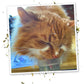 Meowijuana® Kalico Kush - Valerian Root and Catnip Blend - Large Bottle